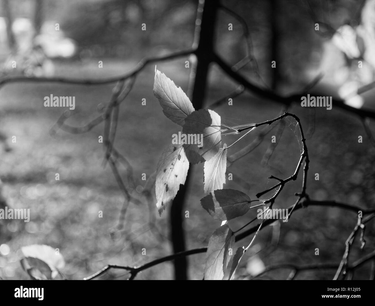 Betulla foglie nel giardino in estate, in bianco e nero fotografia Foto Stock