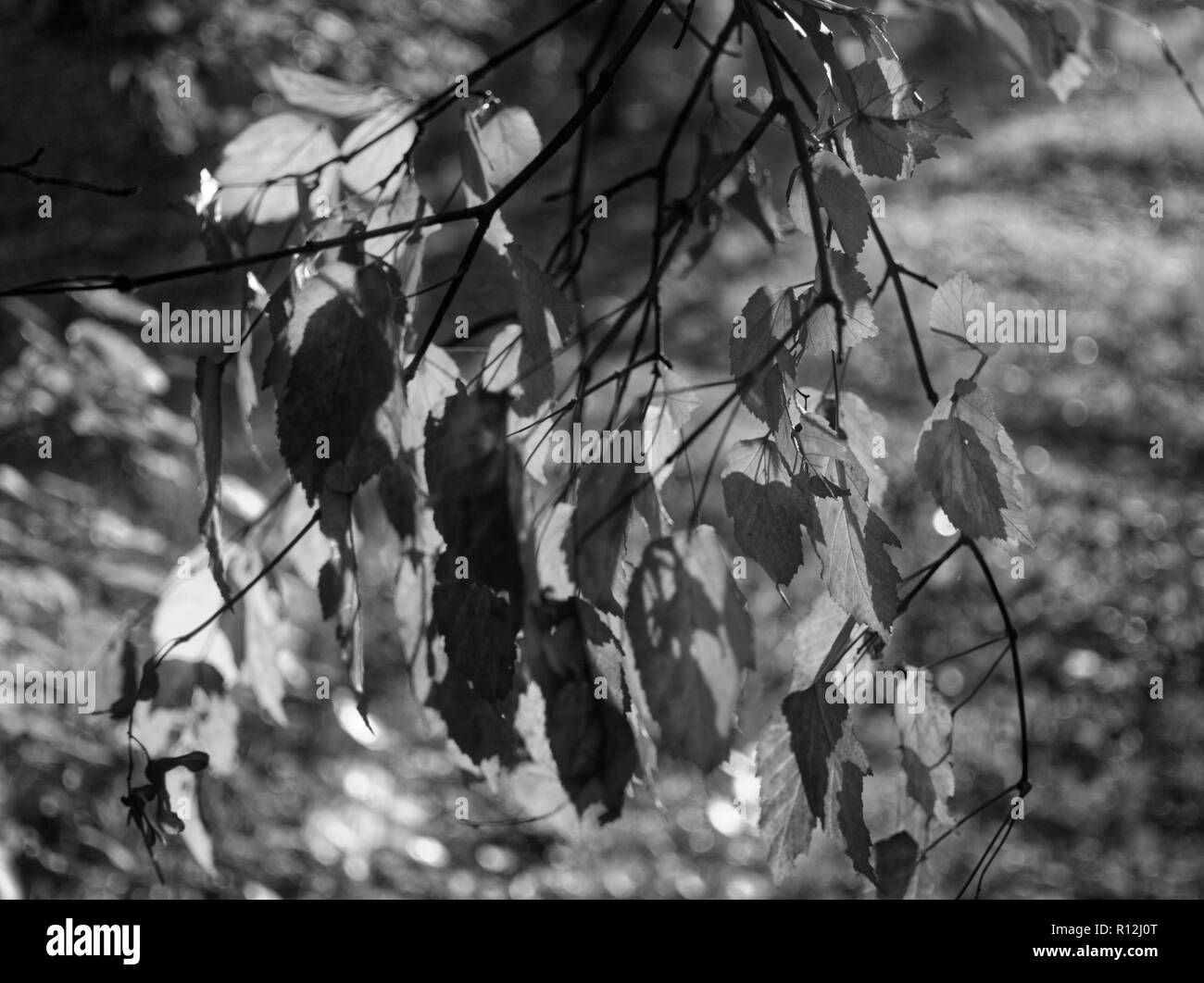 Betulla foglie nel giardino in estate, in bianco e nero fotografia Foto Stock