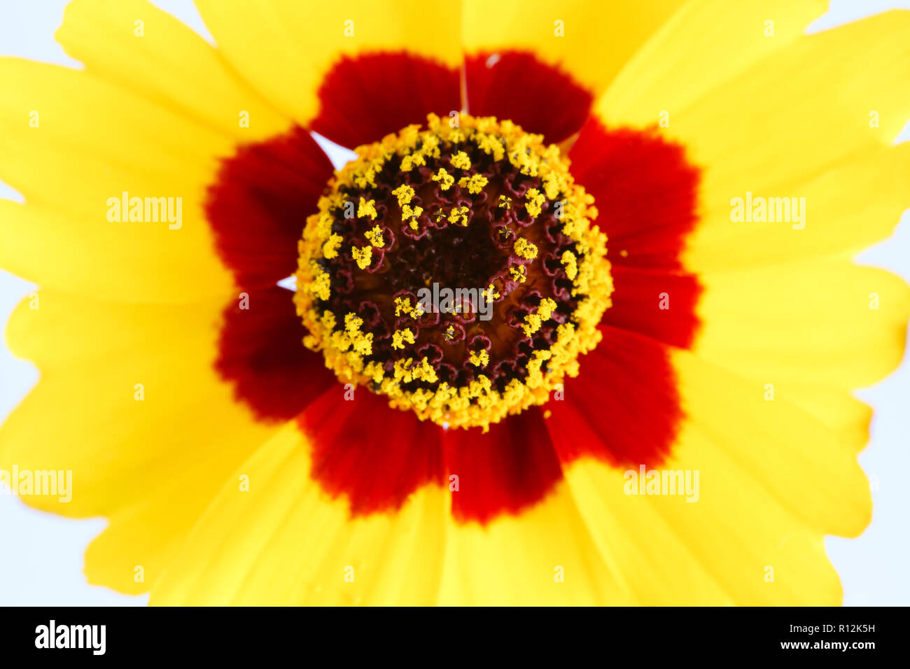 Golden tickseed o pianure coreopsis (Coreopsis tinctoria) giallo rosso arancione fioritura di fiori selvaggi durante la primavera e l'estate extreme closeup foto macro Foto Stock