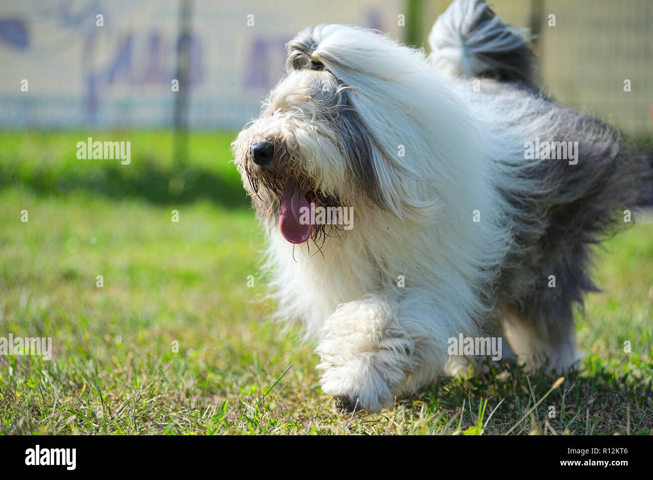 Bobtail, Old English Sheepdog trotto in un campo Foto Stock