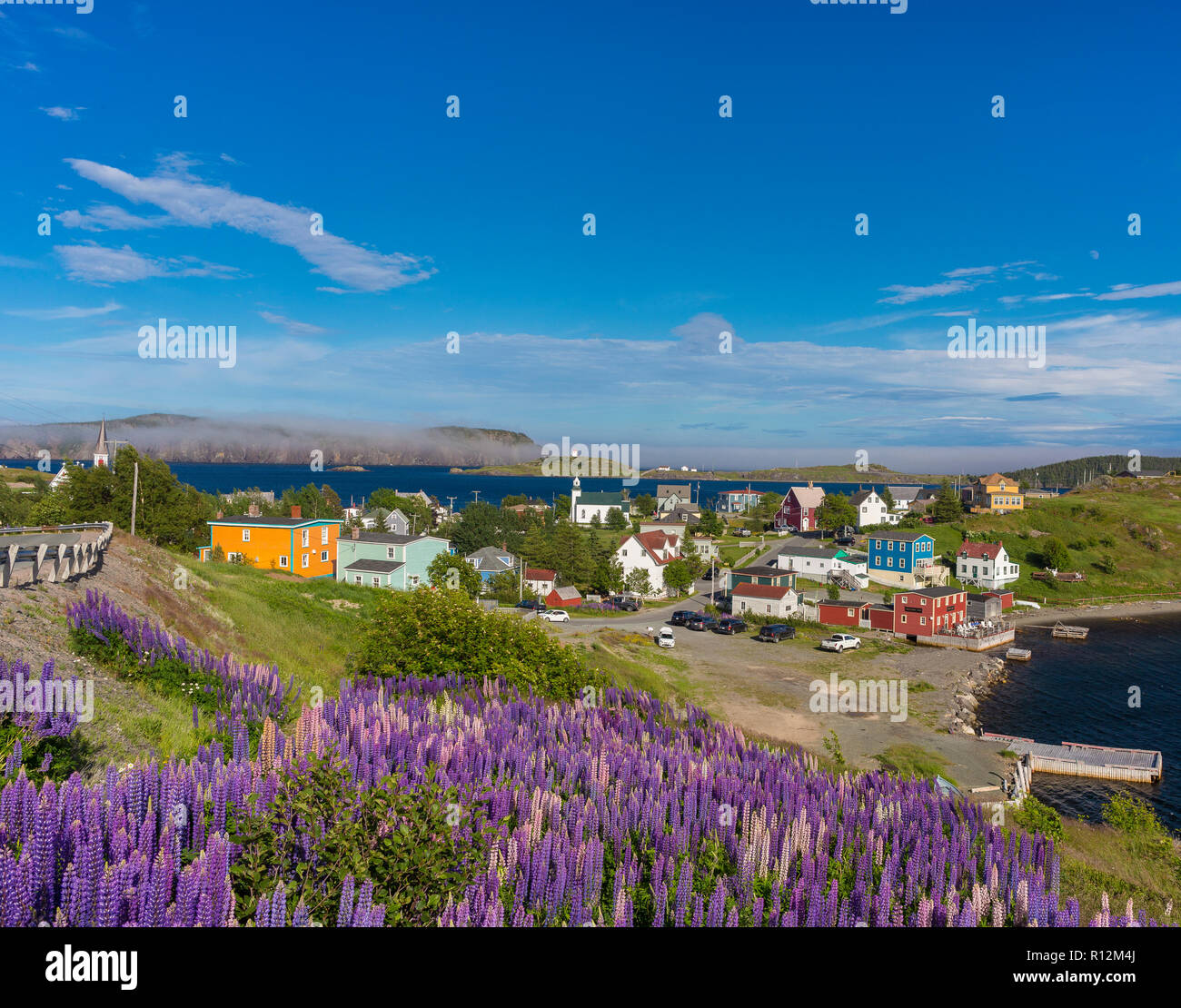 Trinità, Terranova, CANADA - viola i lupini bloom presso la cittadina di Trinità. Lupinus Foto Stock