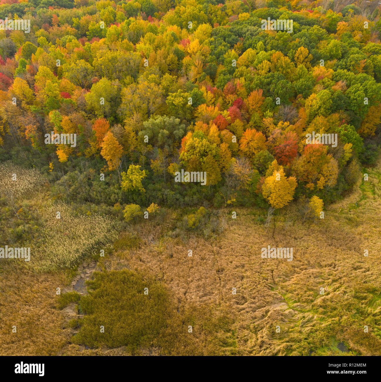 Sterling Heights Nature Preserve forest - wetland confine in autunno, Michigan, Stati Uniti d'America Foto Stock