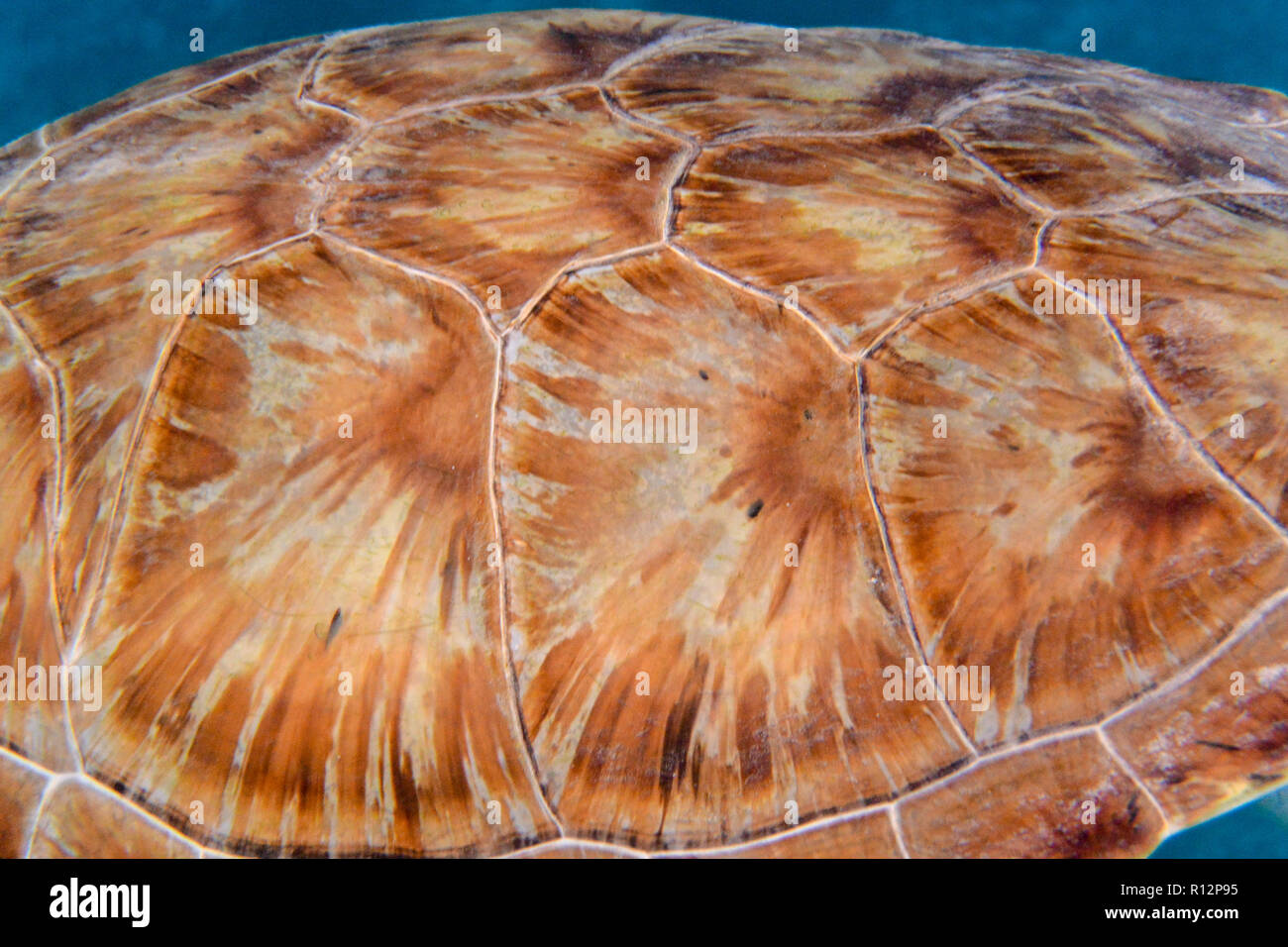 Fotografia subacquea di dettaglio del guscio della Tartaruga Verde (Chelonia Mydas), adatto per sfondo abstarct Foto Stock