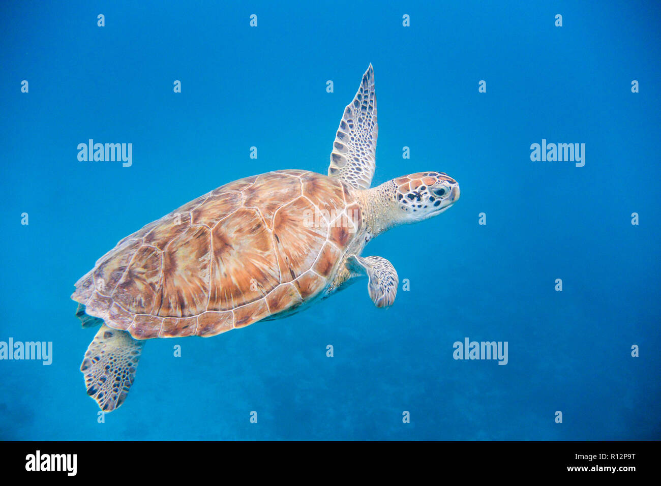 Vista subacquea di una tartaruga verde (Chelonia Mydas) swiiming nel limpido mare blu nel Mar dei Caraibi, Barbados Foto Stock