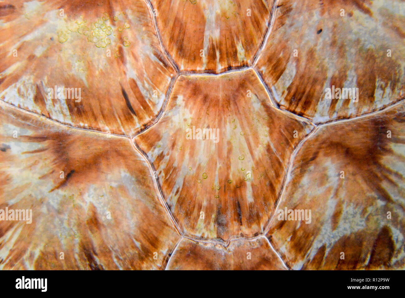 Fotografia subacquea di dettaglio del guscio della Tartaruga Verde (Chelonia Mydas), adatto per sfondo abstarct Foto Stock