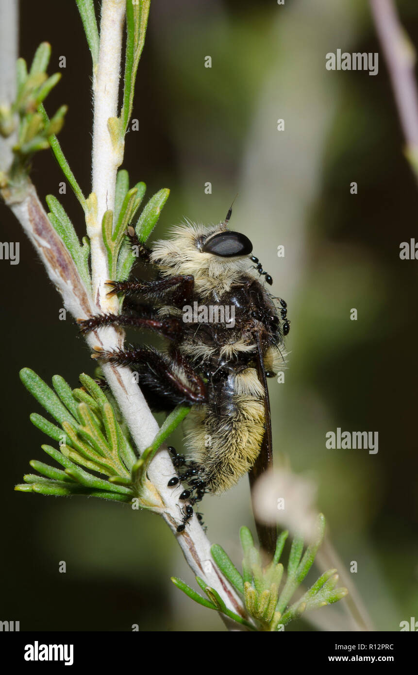Killer Bee, Mallophora fautrix, coperto di formiche, Monomorium sp. Foto Stock