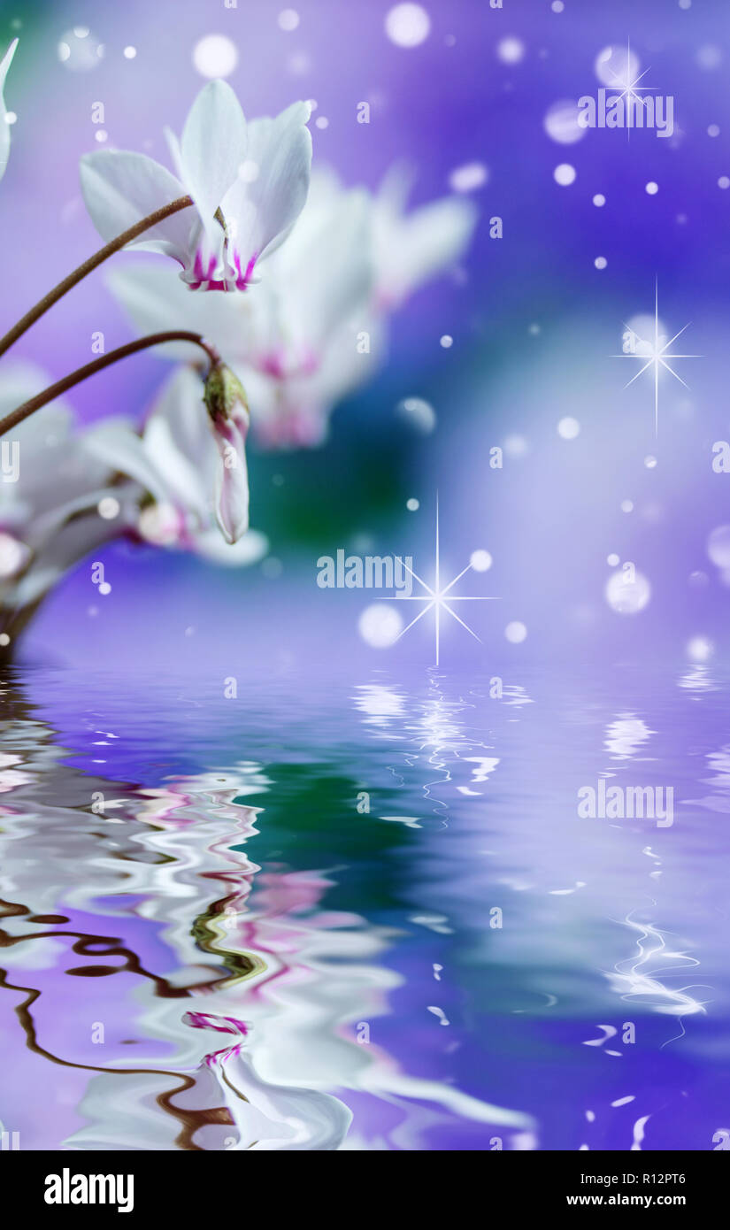 Fiori bianchi di wild ciclamino o alpine viola close-up contro un cielo blu con la riflessione in una superficie di acqua. Incredibile elegante immagine verticale di nat Foto Stock