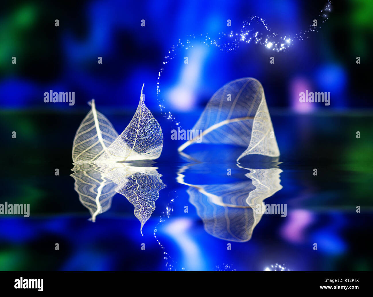 Bianco trasparente lascia sul blu scuro backgroundwith riflesso nell'acqua di superficie, abstract macro. Immagine artistica della nave nelle acque del lago. Drea naturale Foto Stock