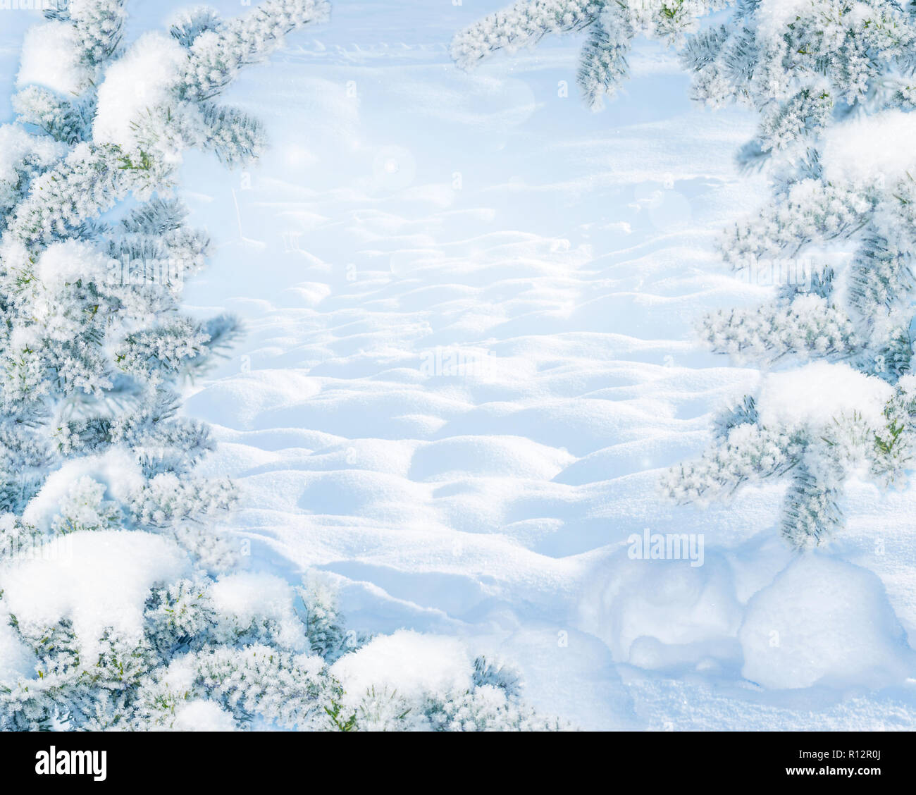 Inverno Natale paesaggio panoramico sulla gelida giornata soleggiata con abeti coperti di neve bianca close-up e cumuli di neve. Sfondo innevato nella foresta sul natu Foto Stock