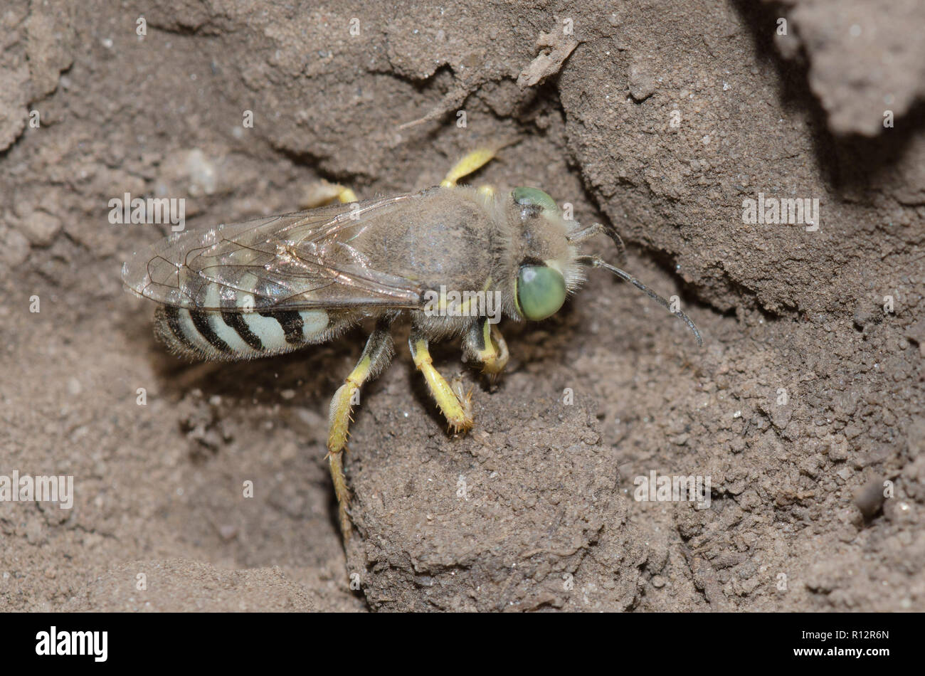 Sabbia Wasp, Bembix sp., di scavo Foto Stock