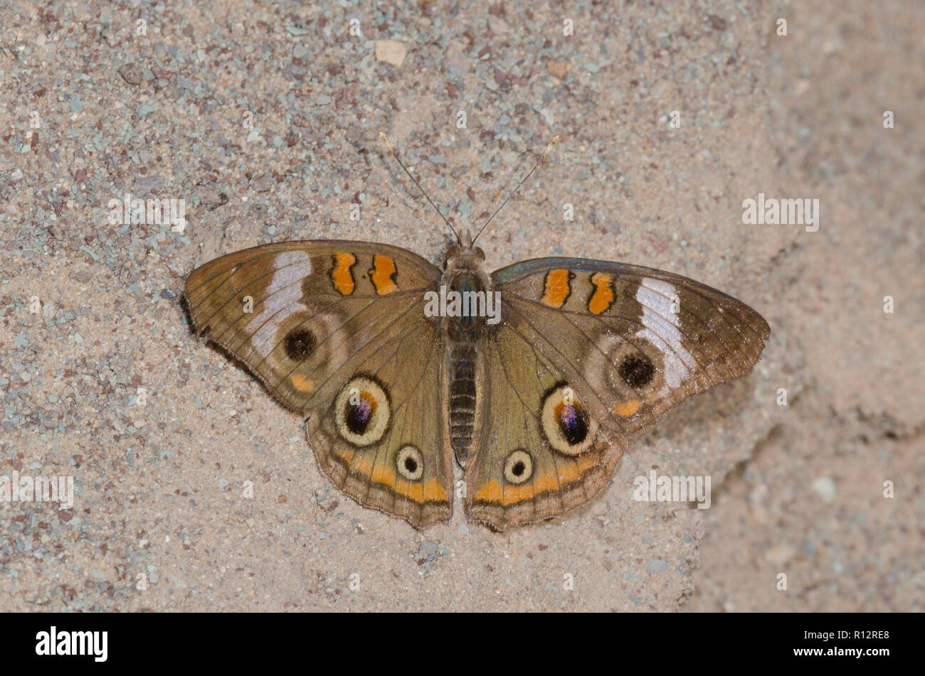 Comune di Buckeye, Junonia coenia, usurate e sbiadita singoli Foto Stock