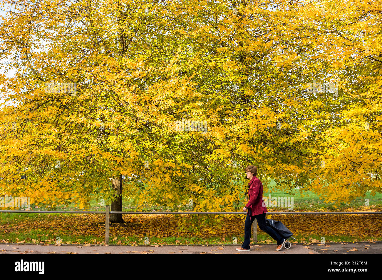 Clapham Common, Londra. 8 Nov 2018. Regno Unito Meteo: il sole splende alberi su Clapham Common, evidenziando i colori autunnali. Un tranquillo contrasto con la scena del recente accoltellato un po' più in giù sulla stessa strada. Credito: Guy Bell/Alamy Live News Foto Stock