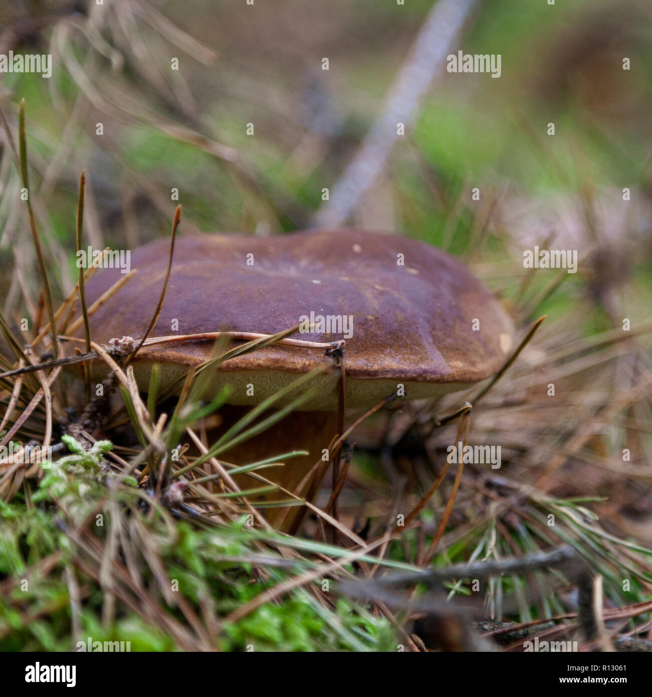 Sierakow, Polonia. 08 Nov 2018. Una grande crescita di funghi selvatici in foreste polacche. Molto calde notti circa 10 gradi celsius e alta umidità in novembre. Tutto questo significa che nei boschi per circa 2 ore è possibile raccogliere 20 kg di funghi. Credito: Slawomir Kowalewski/Alamy Live News Foto Stock