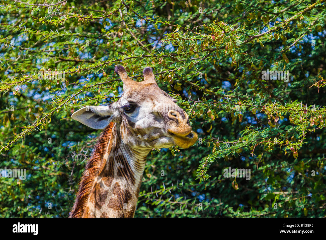 La giraffa nel Parco Nazionale di Tarangire e, Tanzania. Foto Stock
