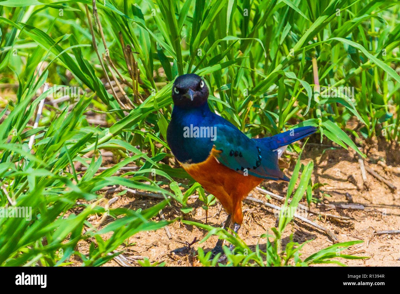 Superba starling. Parco Nazionale di Tarangire e, Tanzania. Foto Stock