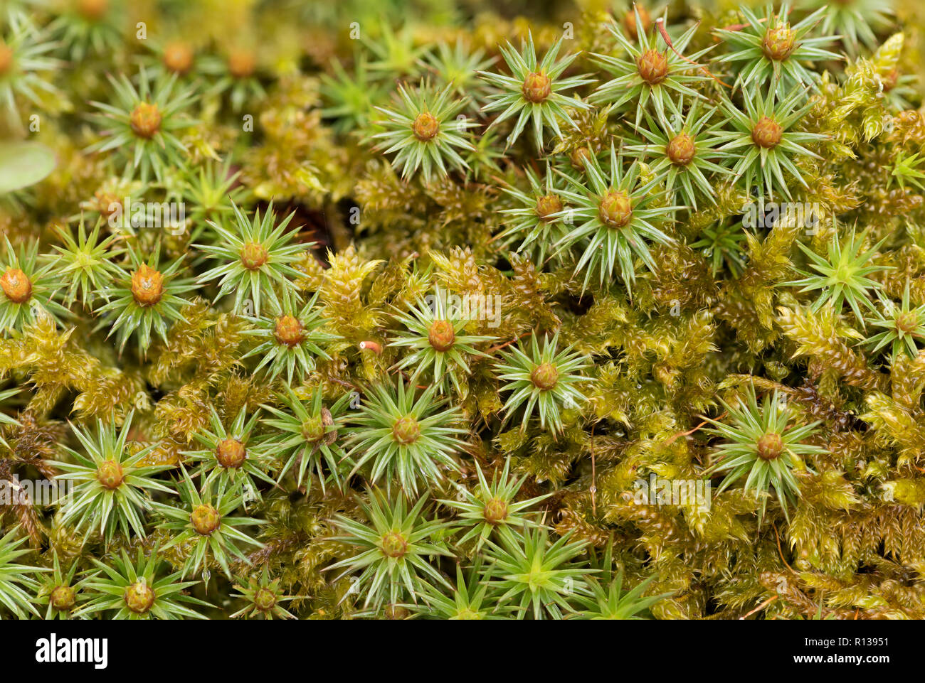 Il ginepro haircap (Polytrichum juniperinum) tra i cipressi-lasciava in treccia moss (Hypnum cupressiforme) Foto Stock