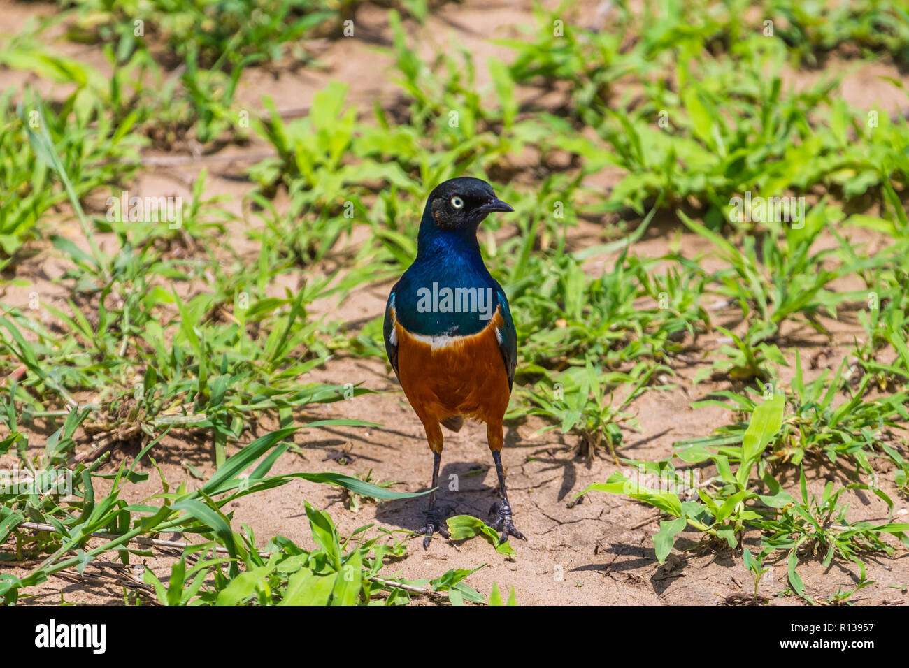 Superba starling. Parco Nazionale di Tarangire e, Tanzania. Foto Stock