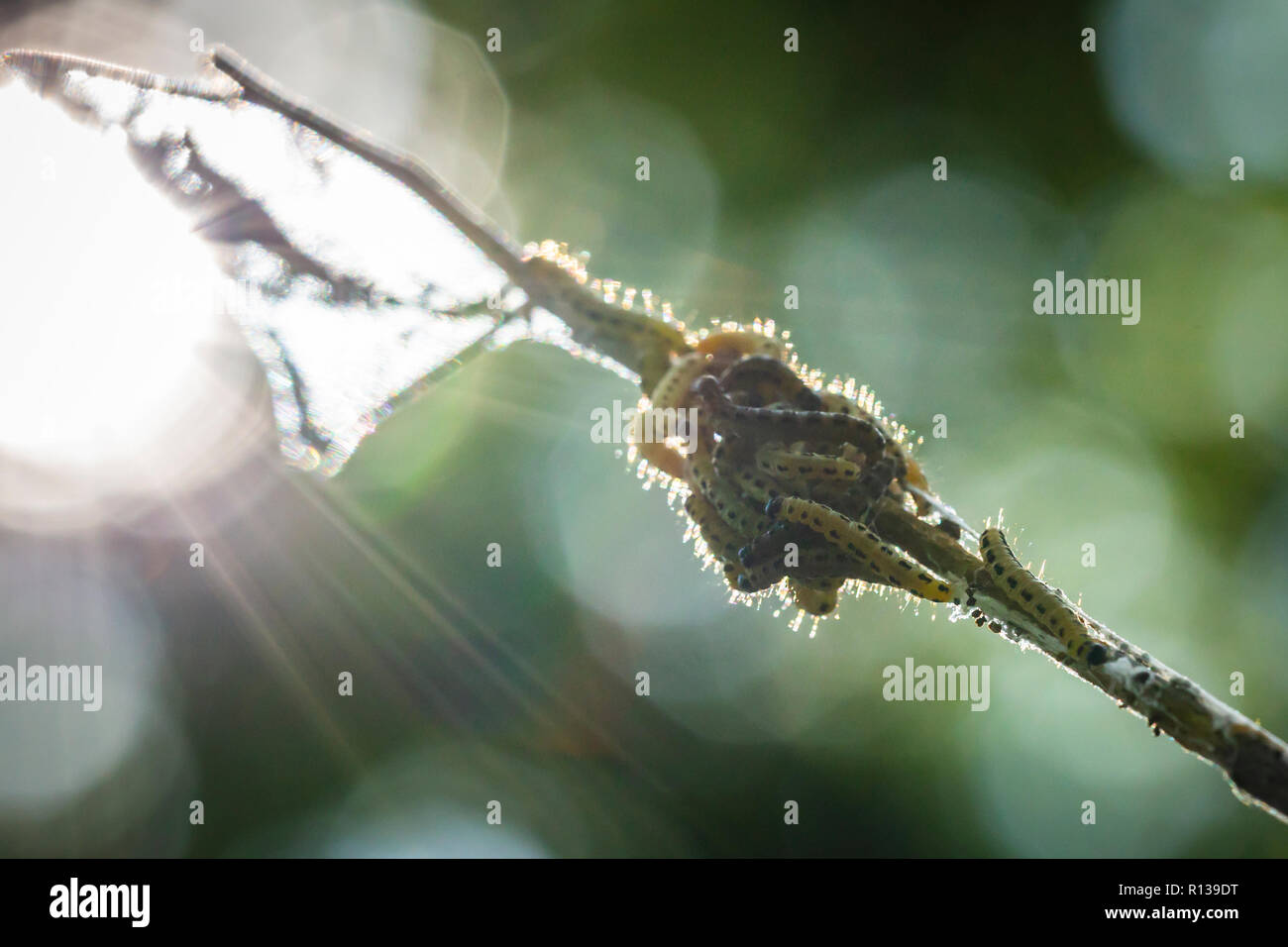 Primo piano di una peste bruchi larve della famiglia Yponomeutidae o ermellino falene, formata di veli comunale intorno ad un albero. Foto Stock