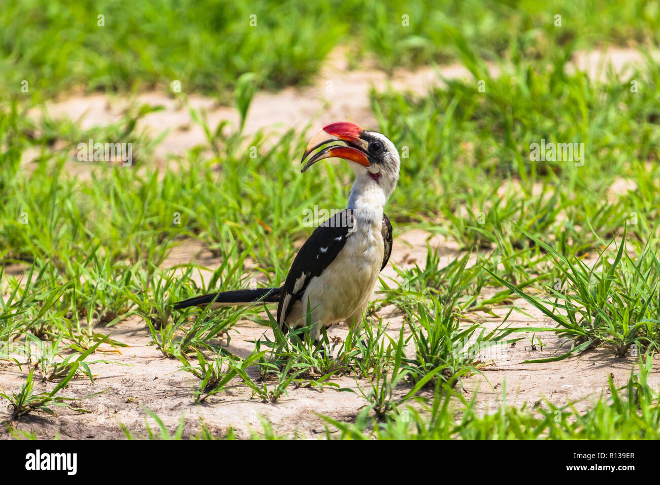Rosso tanzaniano fatturati hornbill. Parco Nazionale di Tarangire e, Tanzania Foto Stock