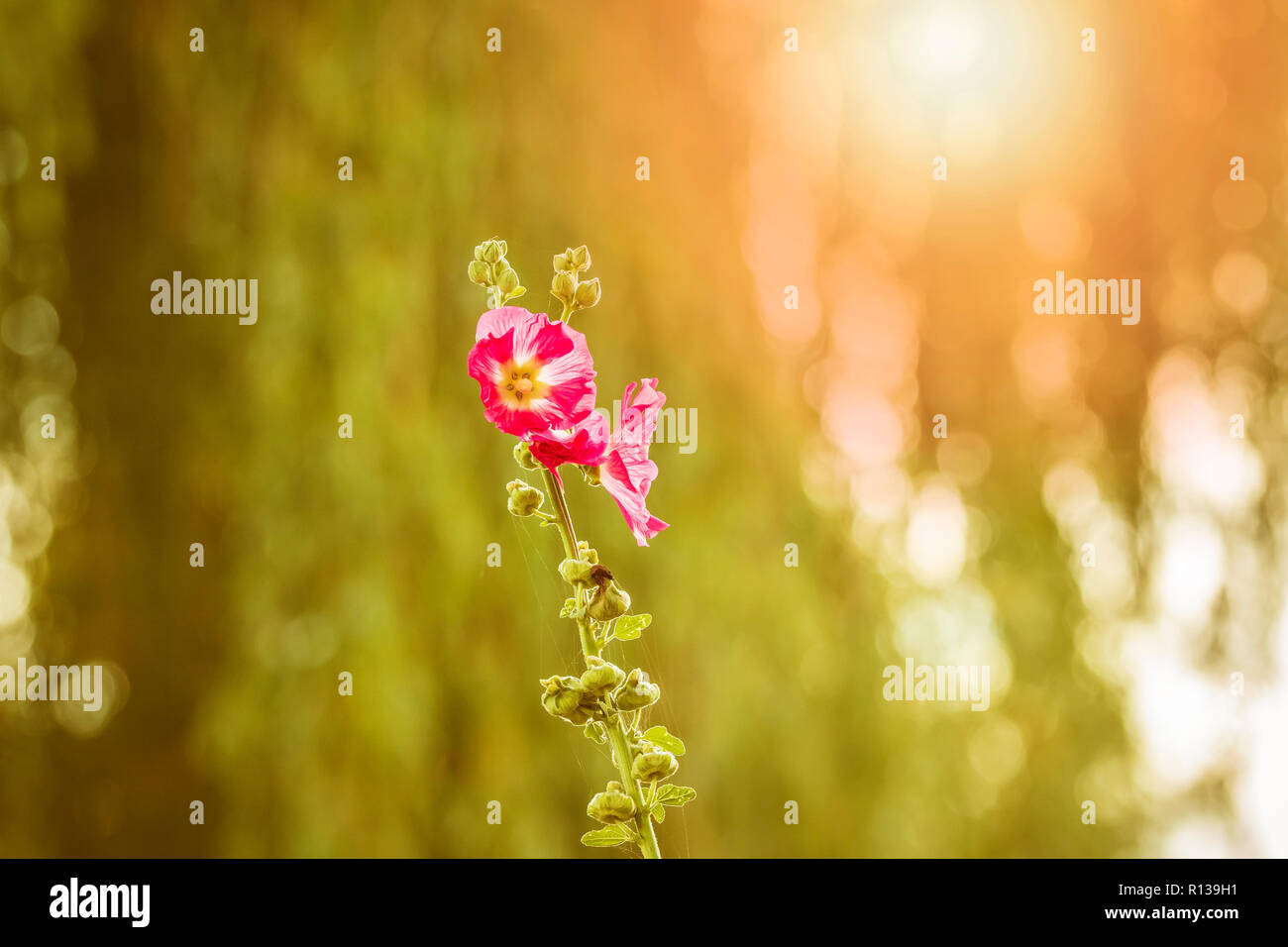 Primo piano di una rosa hollyhock comune fiore, Alcea rosea, una pianta ornamentale in famiglia Malvaceae. Colori luminosi, la luce solare e lensflare Foto Stock