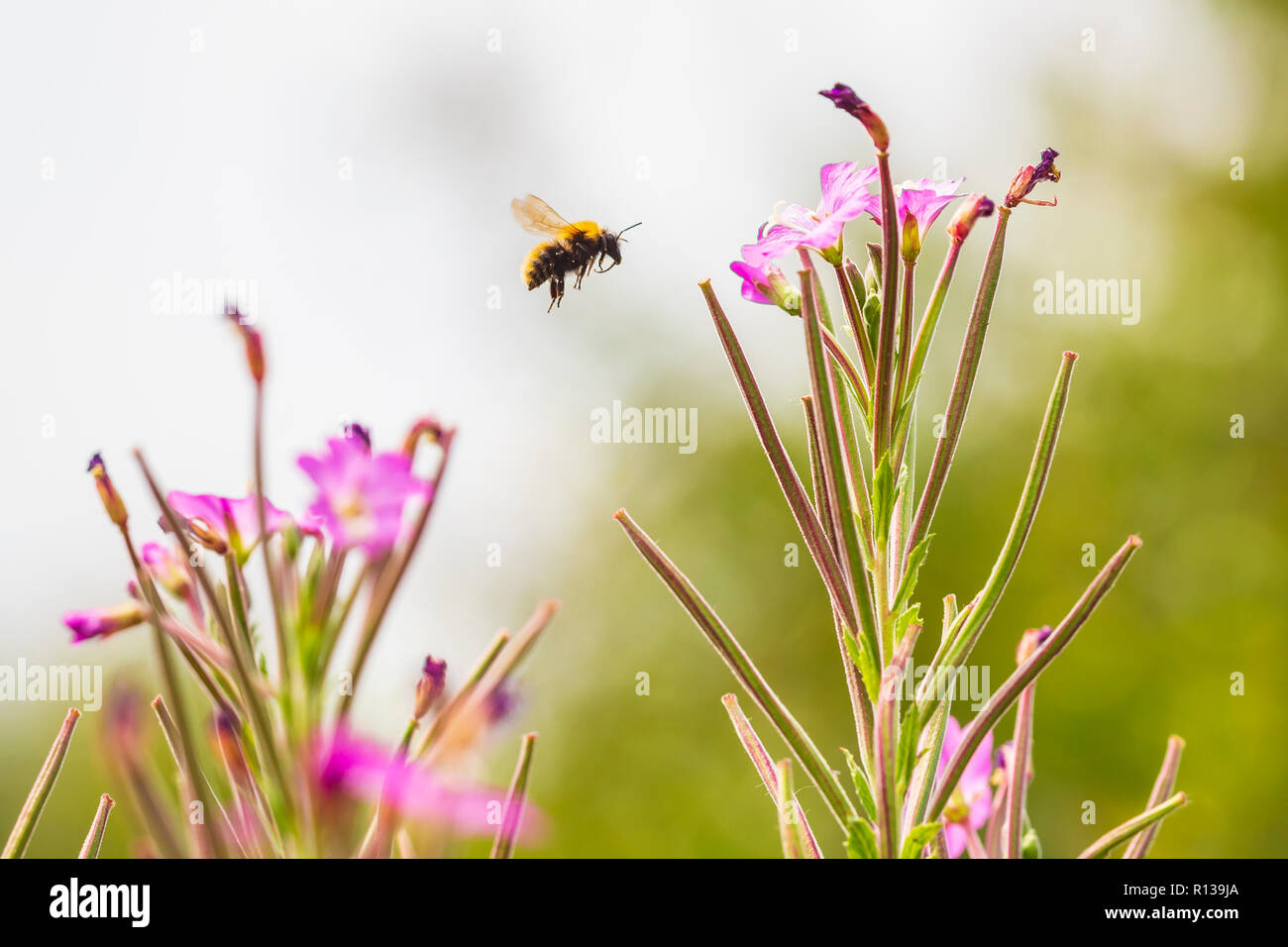 Primo piano di un western honey bee o miele europea bee Apis mellifera insetto in volo il nettare di alimentazione di rosa Chamaenerion angustifolium flusso willowherb Foto Stock