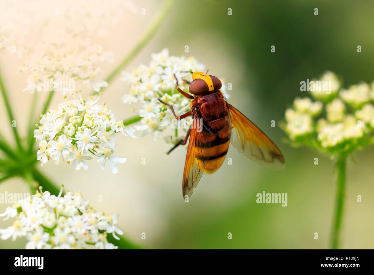 Volucella zonaria, il Hornet mimare hoverfly, alimentando il nettare dai fiori bianchi Foto Stock