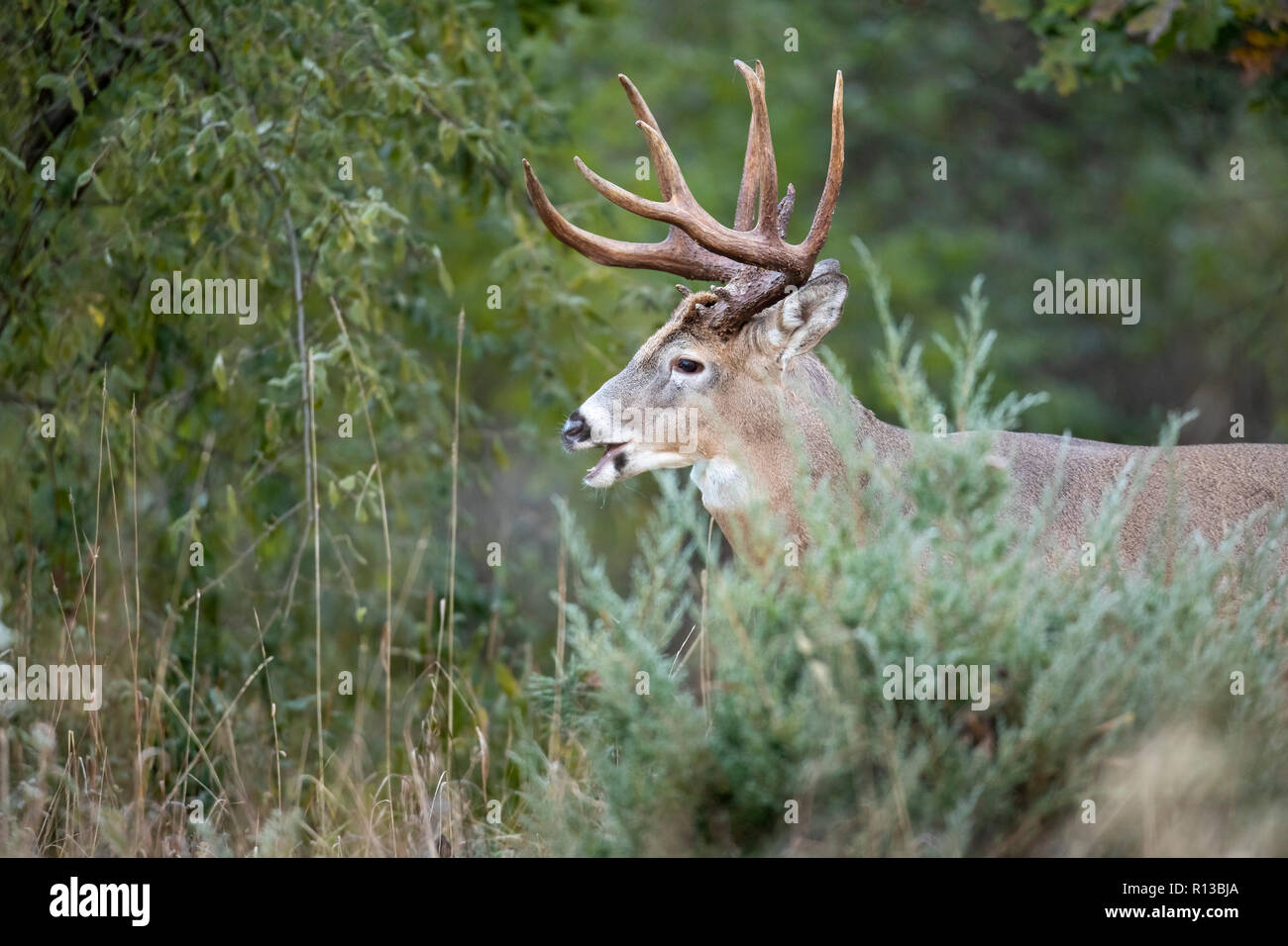 Una matura buck culbianco cervi di nascondersi dietro un cespuglio. Foto Stock