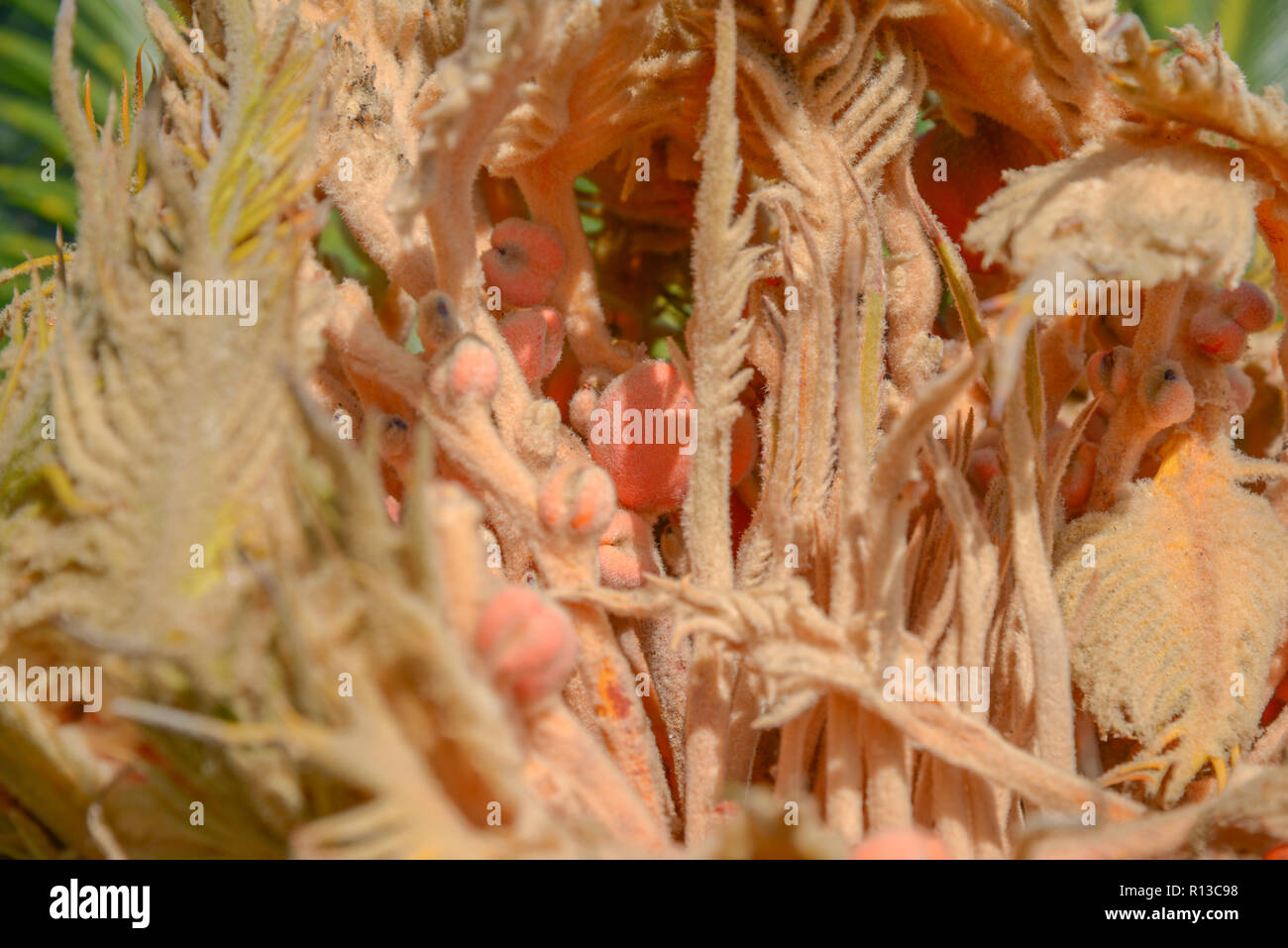 Il sago Cycas sementi di frutta Foto Stock