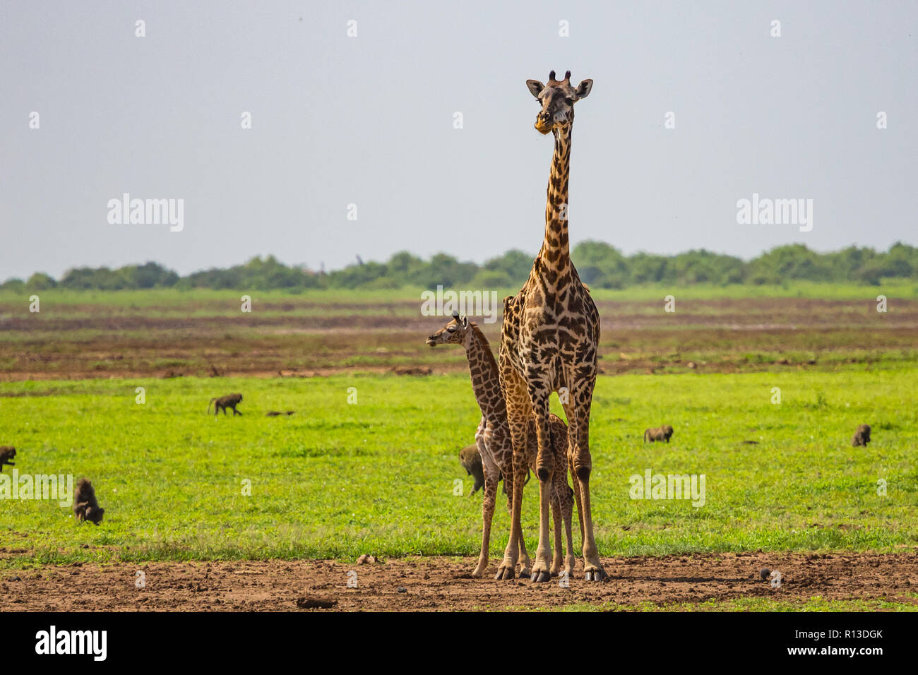 Giraffa. Lake Manyara riserva nazionale. Tanzania. Foto Stock