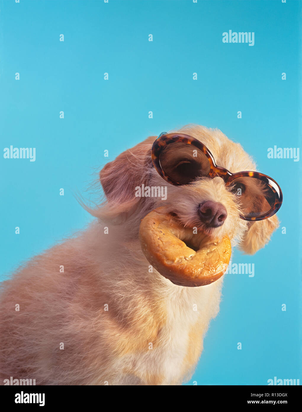 Cane con un bagel nella sua bocca contro una lite sfondo blu Foto Stock