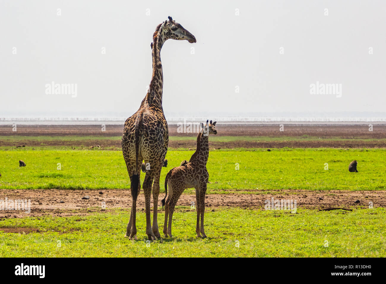 Giraffa. Lake Manyara riserva nazionale. Tanzania. Foto Stock