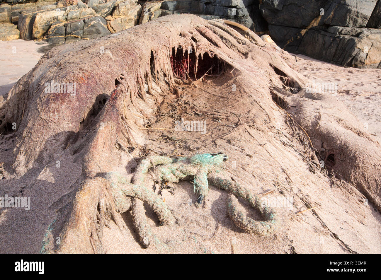Una piccola balena morta si è incagliata a Sandwood Bay, Sutherland, a nord-ovest di Highlands, in Scozia con marine plastica accanto al suo corpo. Foto Stock