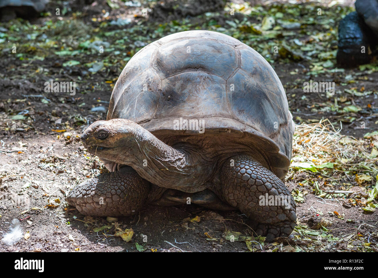 Aldabra tartaruga gigante. Isola prigione, Zanzibar, Tanzania. Foto Stock