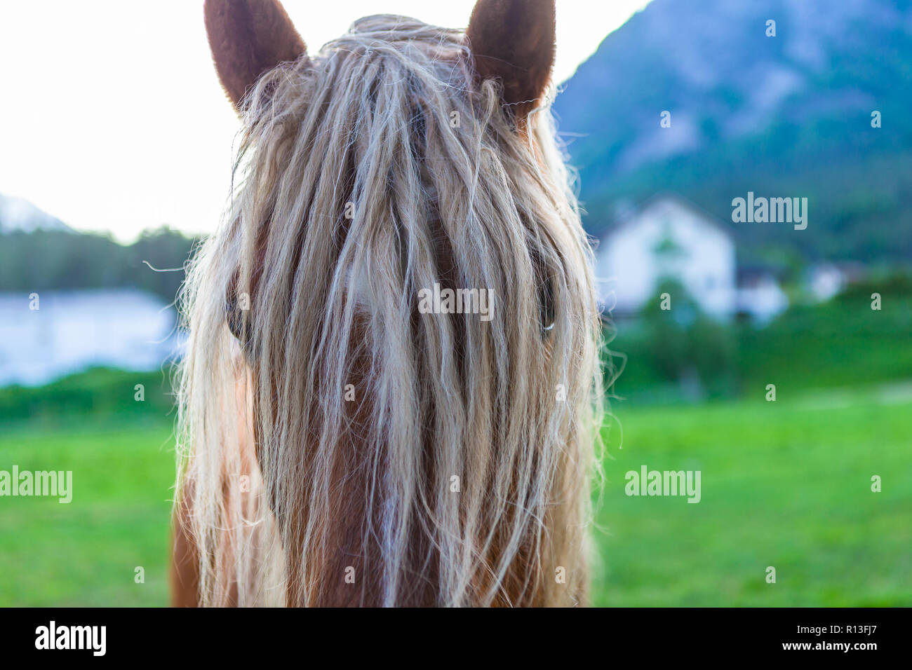 Simpatiche a cavallo con i capelli lunghi. Foto Stock