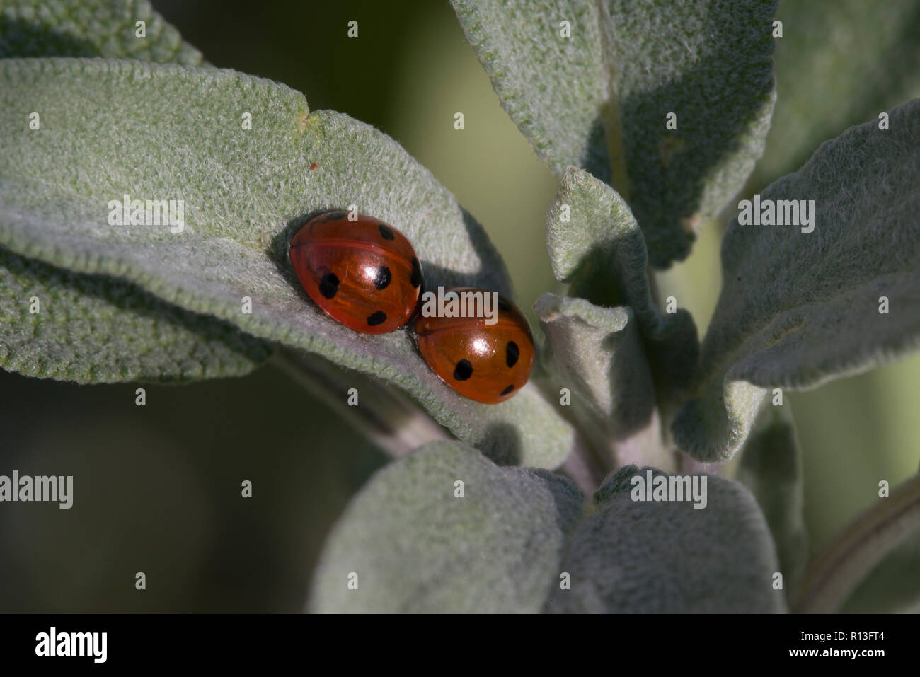 7 spot ladybird (Coccinella7-punctata), entra in modalità di ibernazione su salvia (Salvia officinalis) Foto Stock