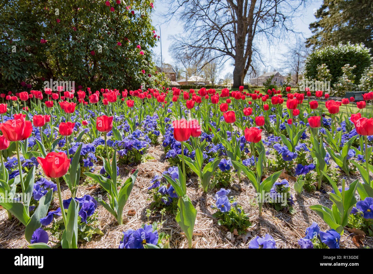 Blu e rosso fioritura di tulipani in un letto giardino in Cook Park, Arancione Nuovo Galles del Sud. Il parco di 4 ettari è stato istituito nel 1873 Foto Stock