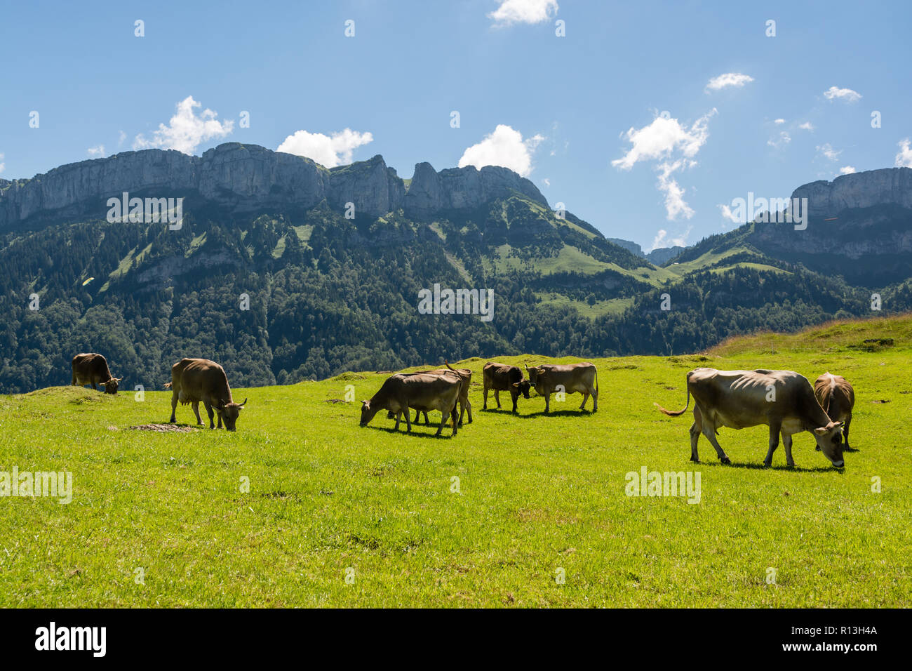 Mucche al pascolo nelle bellissime Alpi Appenzell in Svizzera Foto Stock
