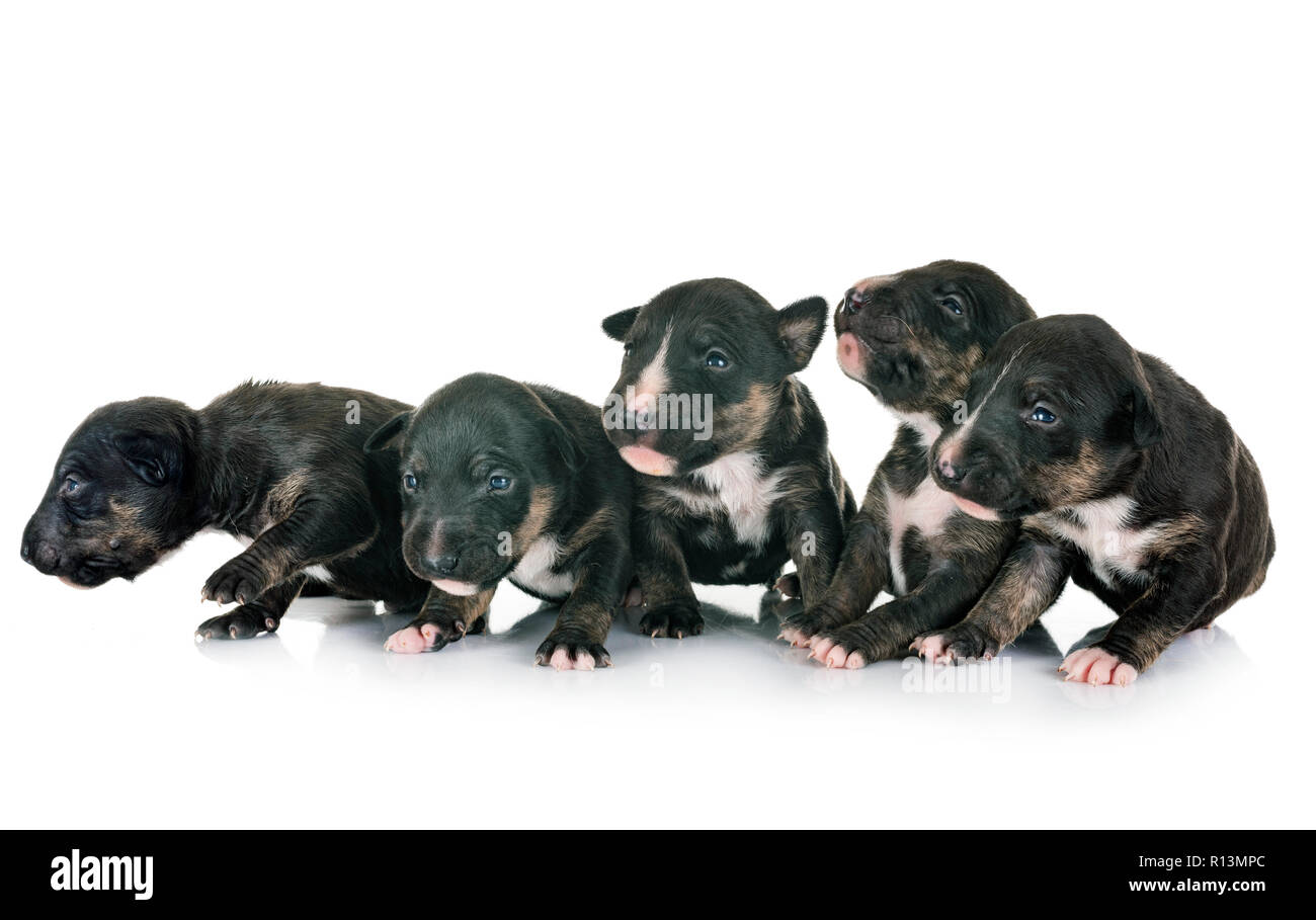 Miniatura cuccioli di bull terrier di fronte a uno sfondo bianco Foto Stock