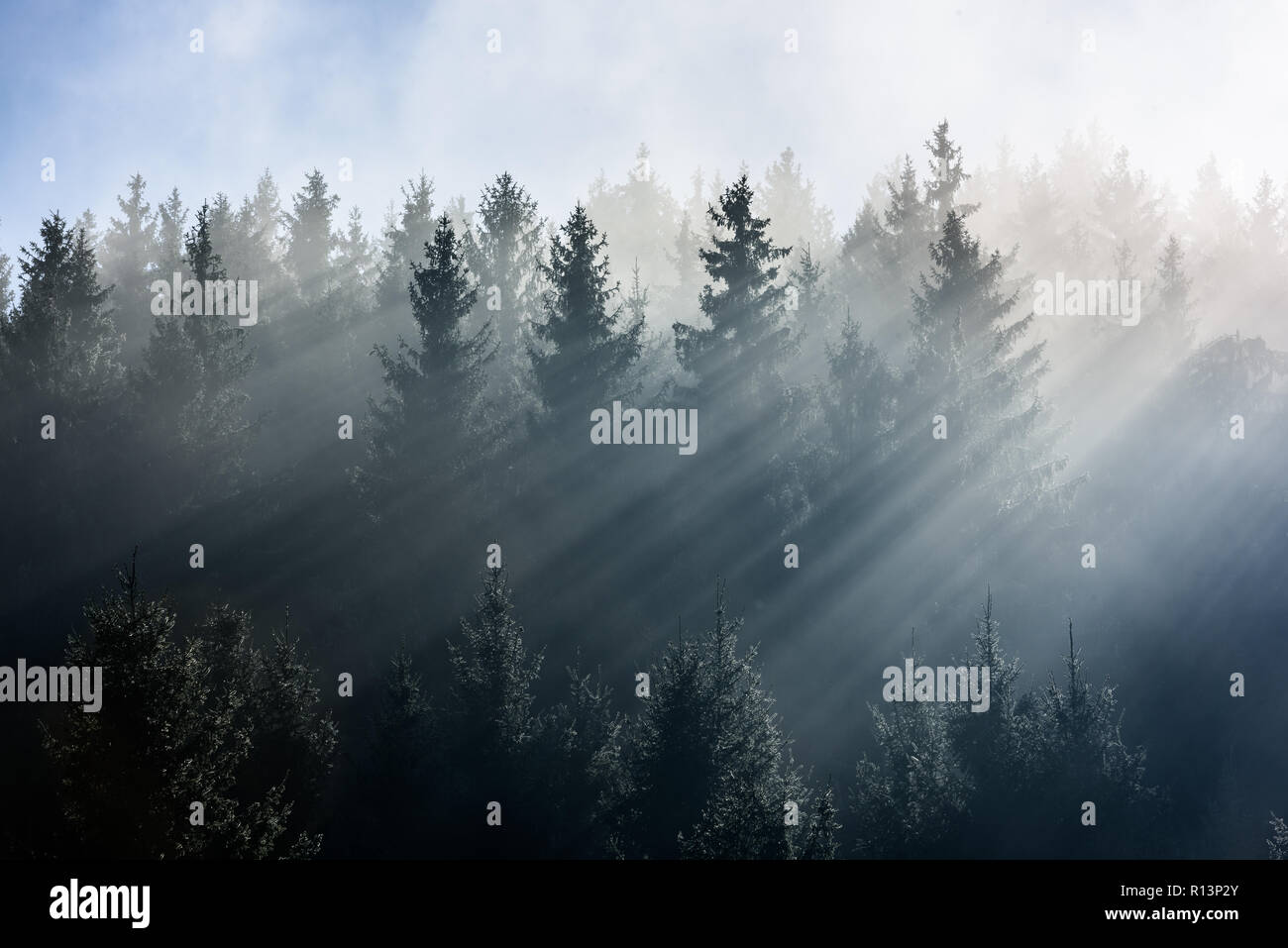 Pineta nella mattina dei raggi solari. Foschia mattutina vista in umido zona di montagna. Foto Stock