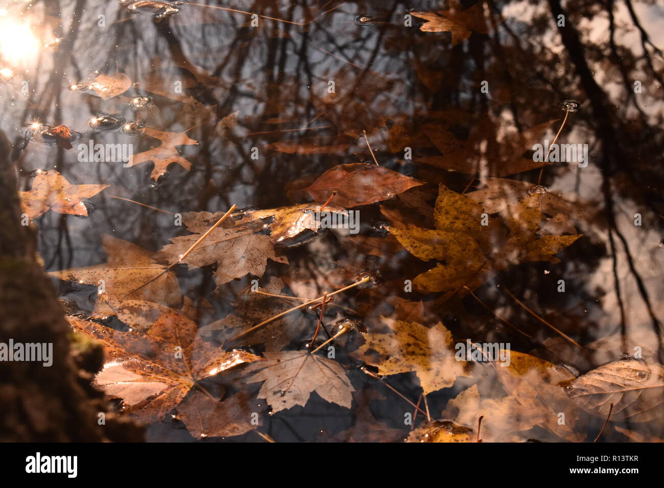 Foglie di autunno in acqua con Sun e alberi riflessa Foto Stock