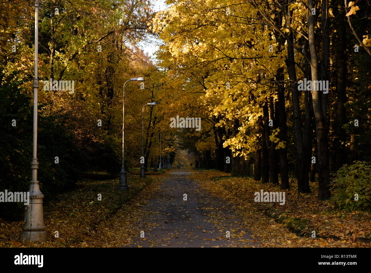 Drammatica vista della strada con caduta foglie attraverso un parco d'autunno. Sole e caldo ottobre nel parco di Pulkovo, San Pietroburgo Foto Stock