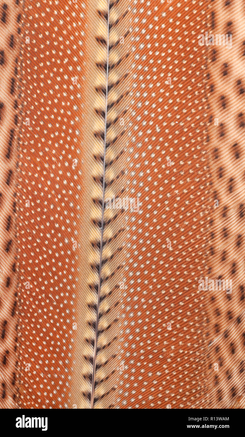 Bird modelli in piuma. Il grande argus (Argusianus argus) è una specie di fagiano dal sud-est asiatico. Foto Stock