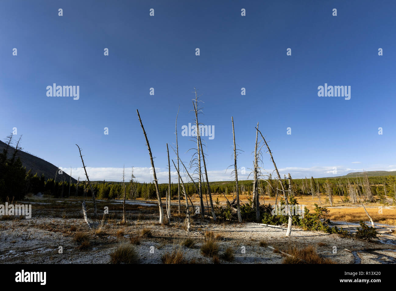 WY03571-00...WYOMING - gli alberi morti in HeartLake Geyser Basin, il Parco Nazionale di Yellowstone. Foto Stock