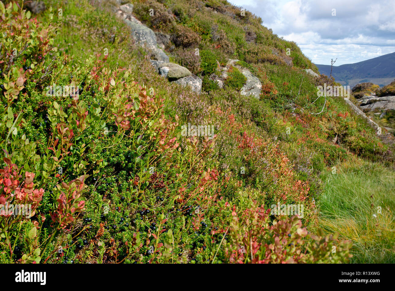Ericaceous piante in Chalamain Gap, Cairngorm Mountains, Highland scozzesi Mirtillo - Vaccinium myrtillus, Blaeberry o, Whortleberry Crowberry - Emp Foto Stock
