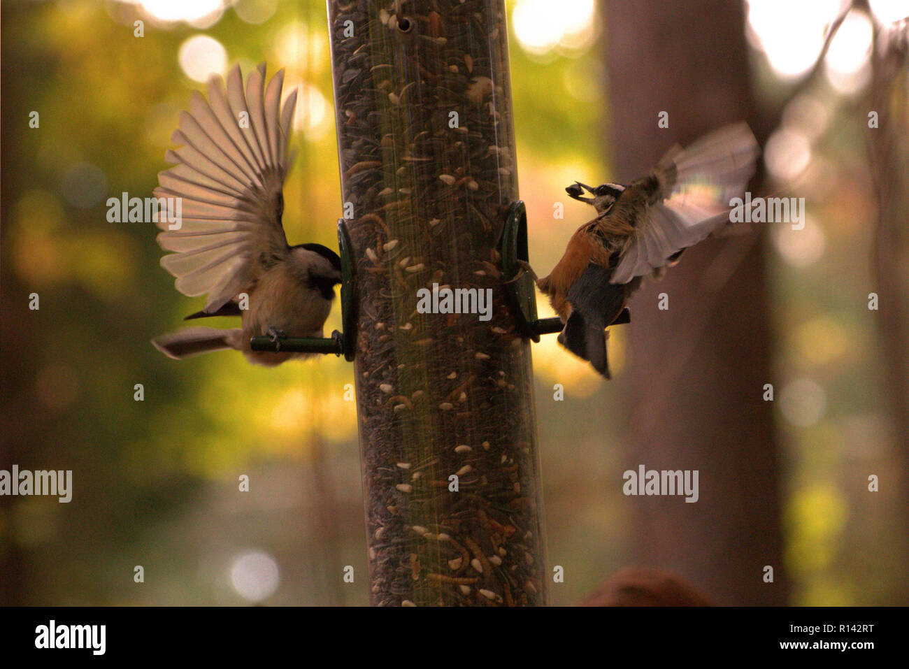 Carolina Luisa (Poecile carolinensis) e un Red-Breasted picchio muratore (Sitta canadensis) a un uccello alimentatore, entrambi con le loro ali stese fuori Foto Stock