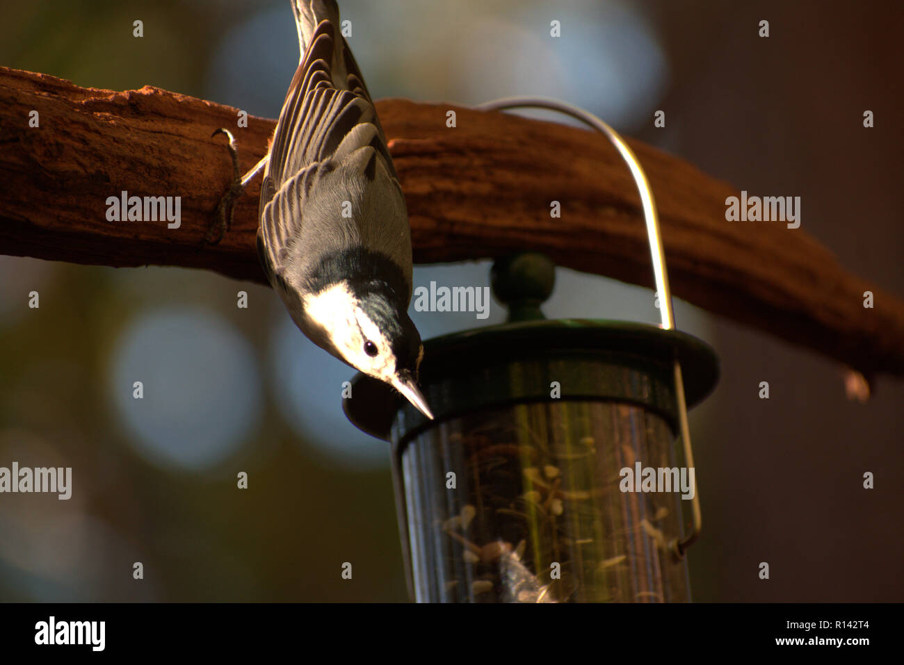 White-Breasted picchio muratore, Sitta carolinensis, rivolta verso il basso al di sopra di un tubo Bird Feeder Foto Stock