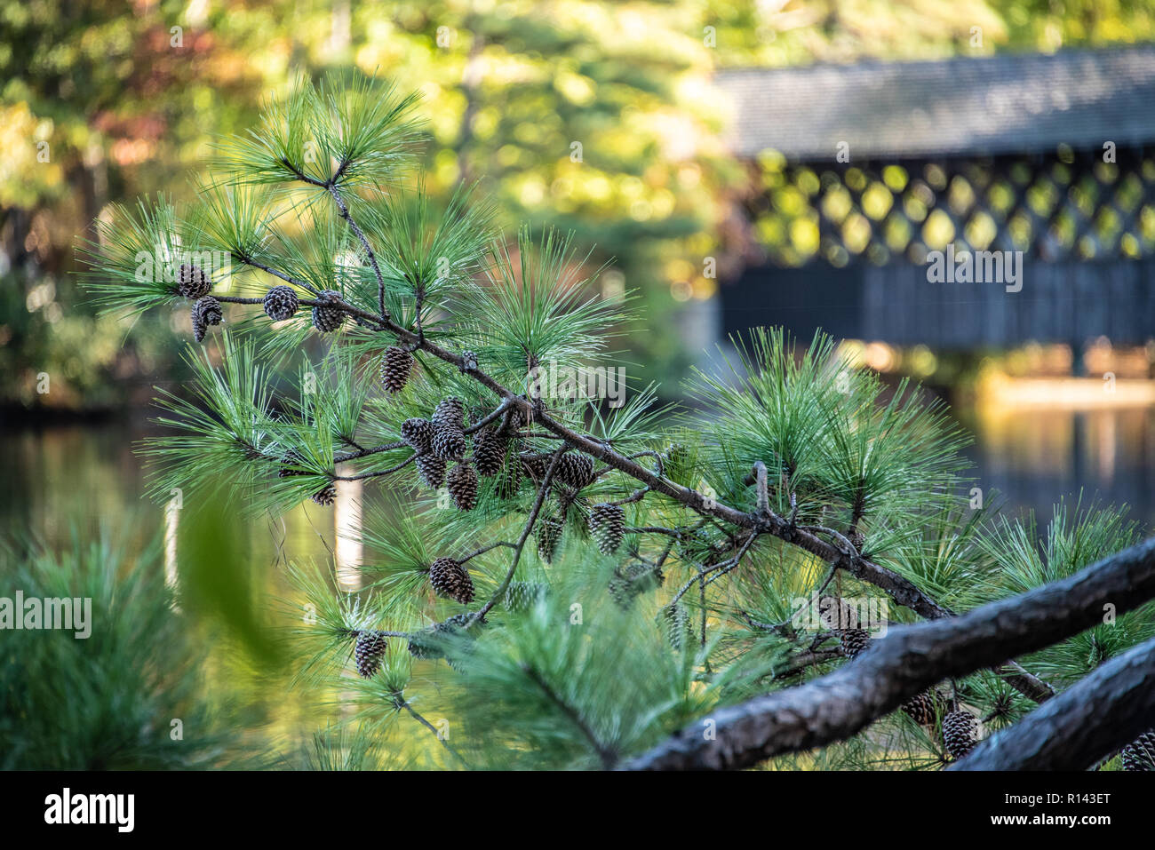 Rami di pino caricato con pigne, vicino il ponte coperto su pietra montagna lago di Atlanta, la Georgia Stone Mountain Park. (USA) Foto Stock