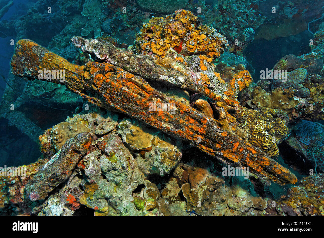 Un fucile sovradimensionate aloft del casco relitto, un esercito giapponese Nave da carico dell'WW II, Palau, Stati Federati di Micronesia Foto Stock