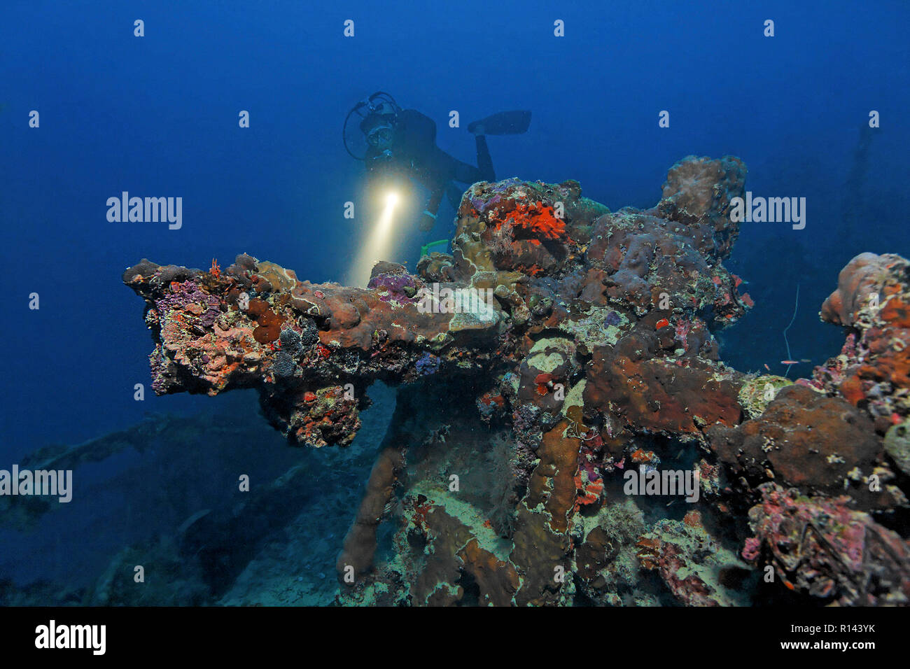 Scuba Diver presso un cannone ricoperta della nave relitto Chuyo Maru, una nave da guerra giapponese della II guerra mondiale, Palau, Stati Federati di Micronesia Foto Stock
