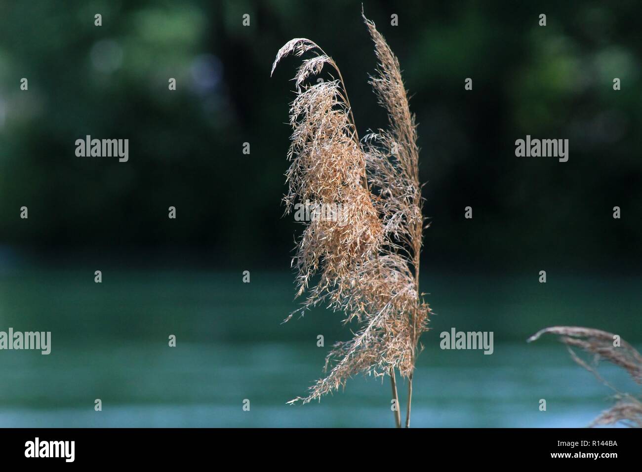 In prossimità di un impianto di reed presso la riva del fiume Foto Stock